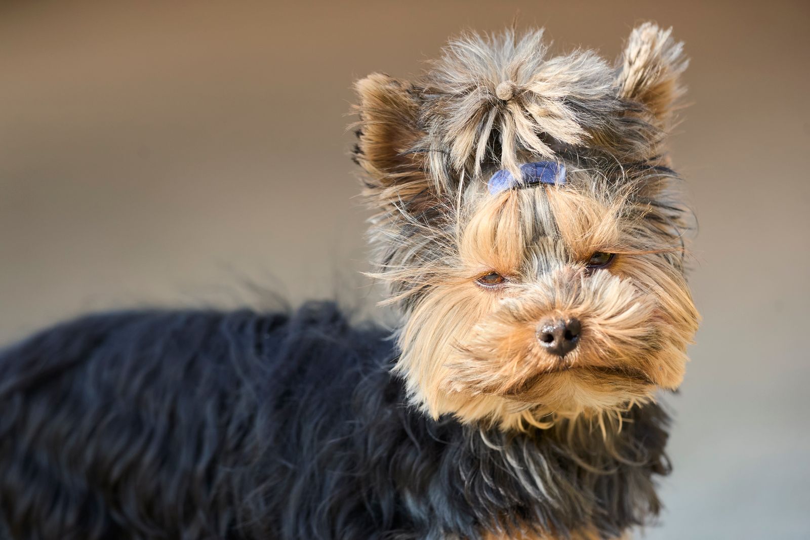 トリミング前の毛が伸びた犬