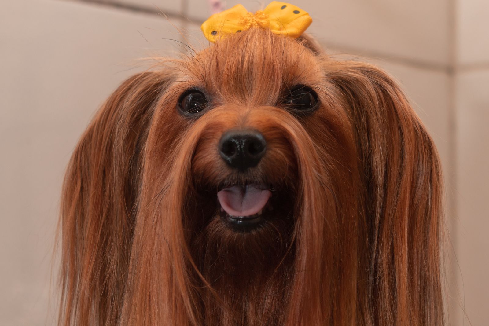 リボンをつけて仕上がった犬