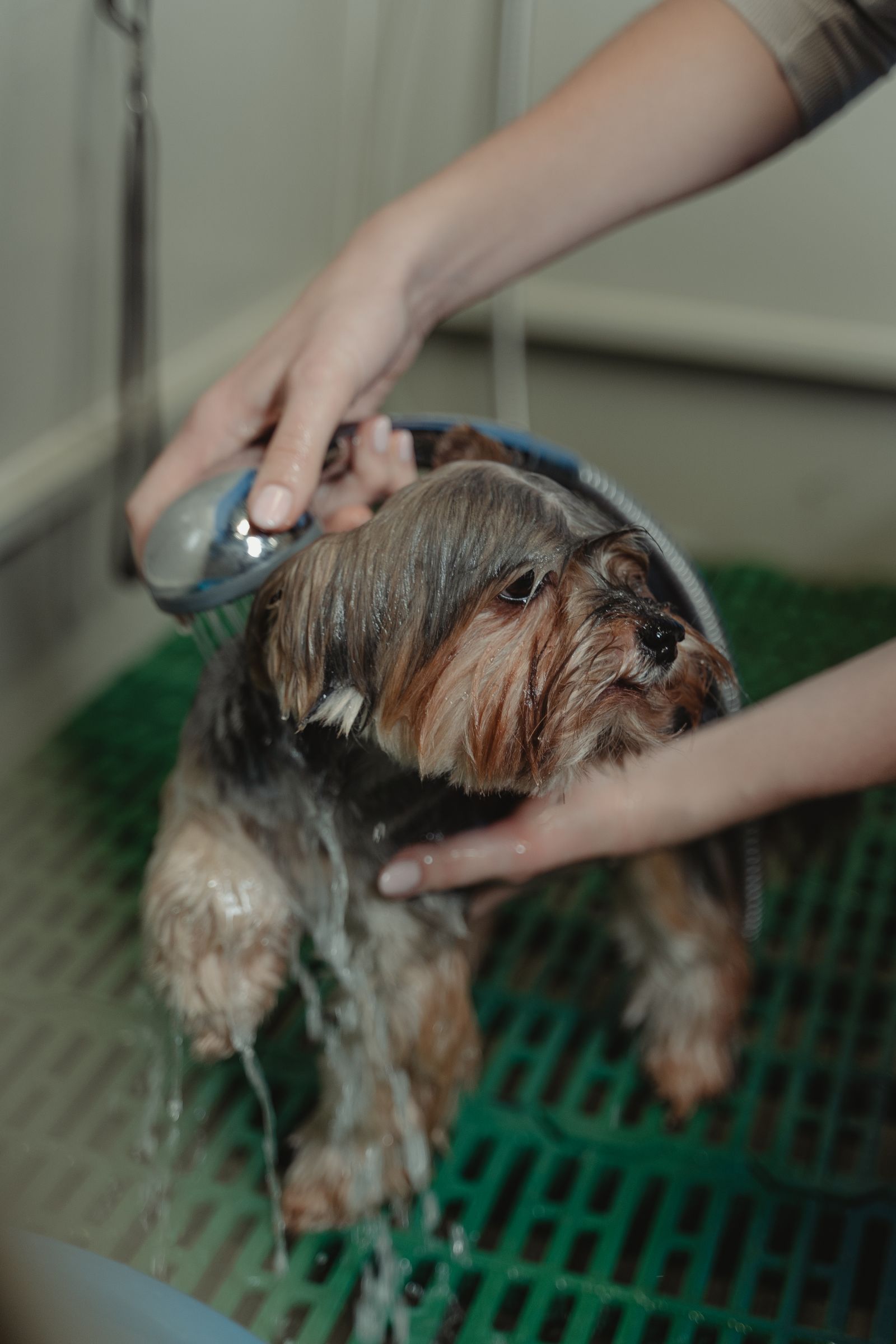 シャンプーされる小型犬