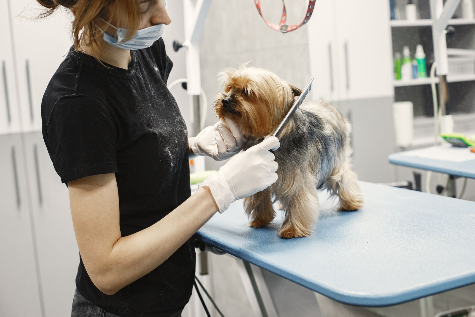 トリマーが犬の毛をカットする様子